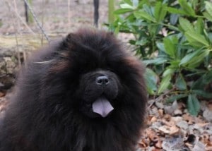 Stud Dog - Chow Chow - Kong