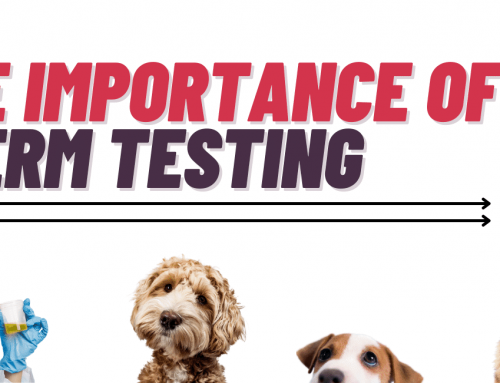 The Importance of A Dog Sperm Test