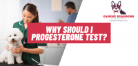 What Is A Progesterone Test For Dogs?