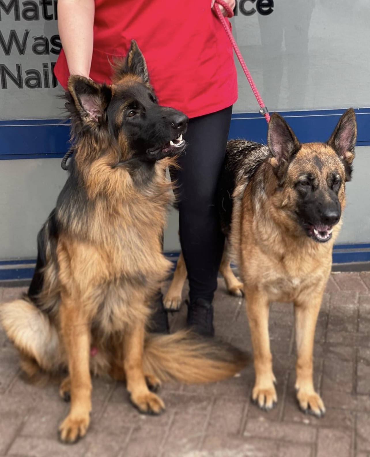 German Shepards after artificial insemination