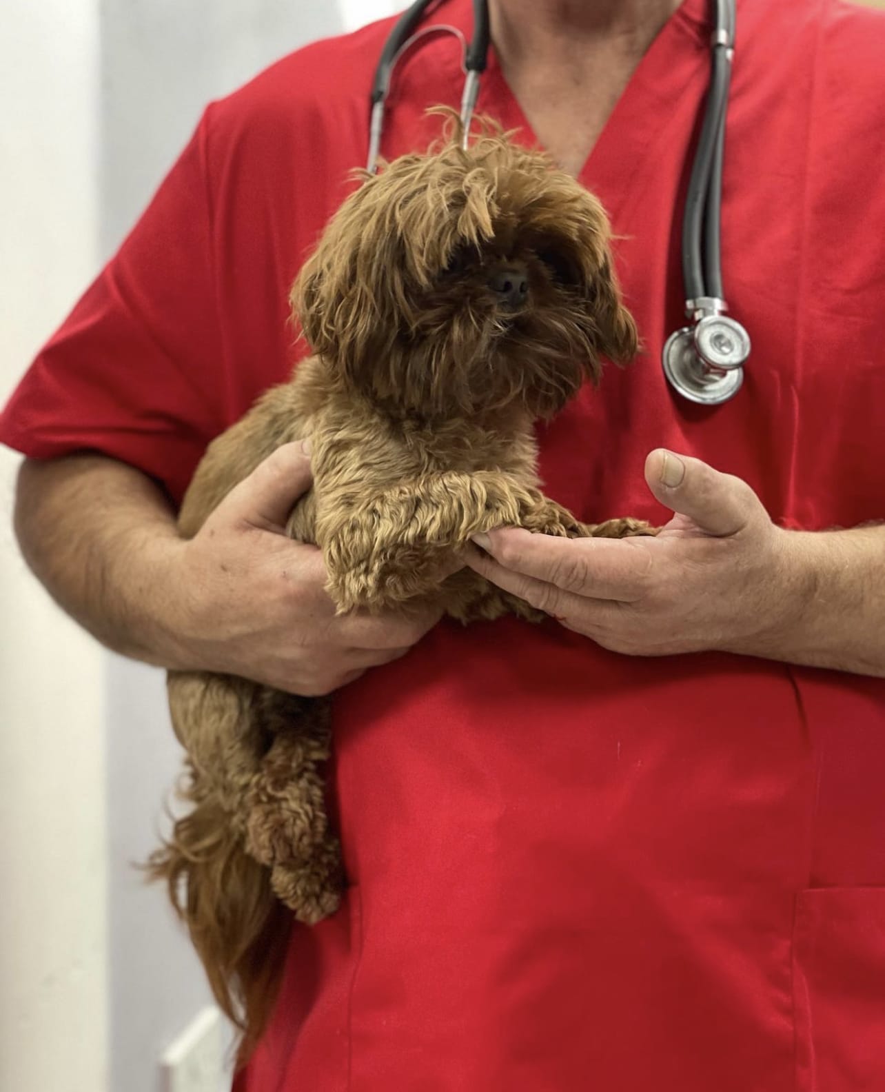 red imperial shitzu in the hands of a vet